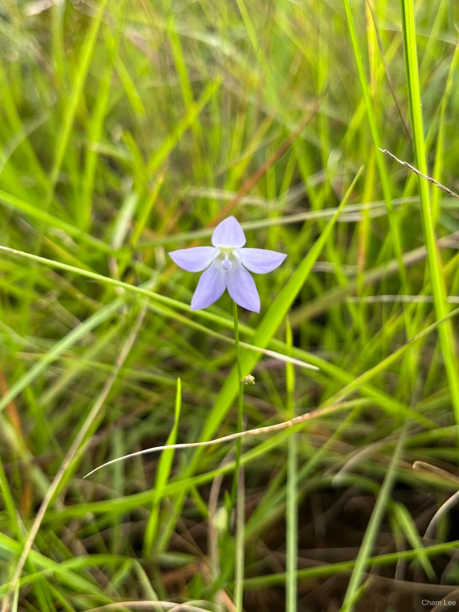 Wahlenbergia marginata (Thunb.) A.DC.